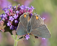 Hairstreak